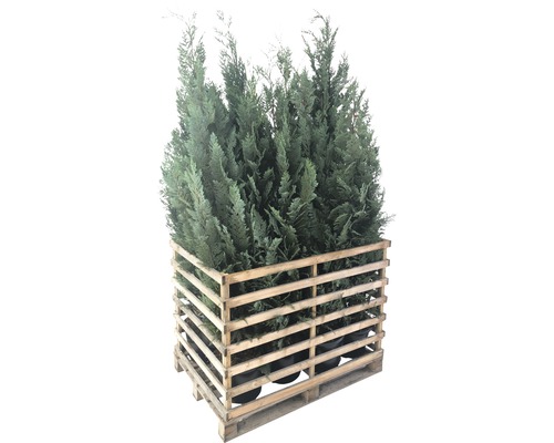 12 x faux cyprès bleu colonne FloraSelf Chamaecyparis lawsoniana 'Columnaris Glauca' H 150-175 cm Co 12 L pour une haie d'environ 6 m