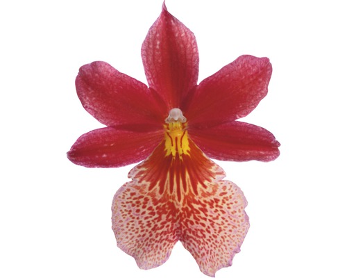 Einzelne rote Miltoniopsis Orchideenblüte