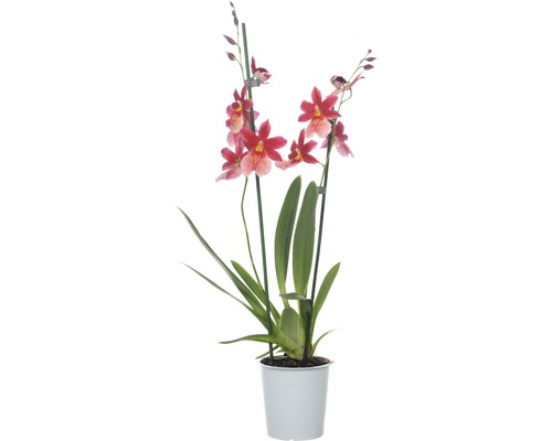 Cambria-Orchidee FloraSelf Cambria 'Nelly Isler' H 50-60 cm Ø 12 cm Topf 2 Rispen