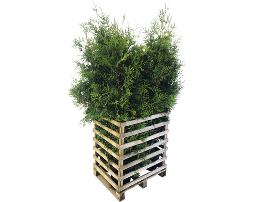 6 x Thuja occidentalis FloraSelf 'Brabant' H 150-175 cm Co 12 l pour env. 3 m de haie