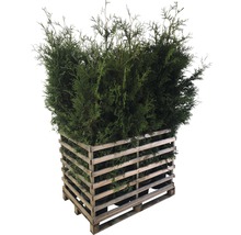 Thuyas dans une palette en bois
