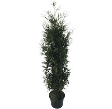Cyprès cultivé en pot pour l''extérieur