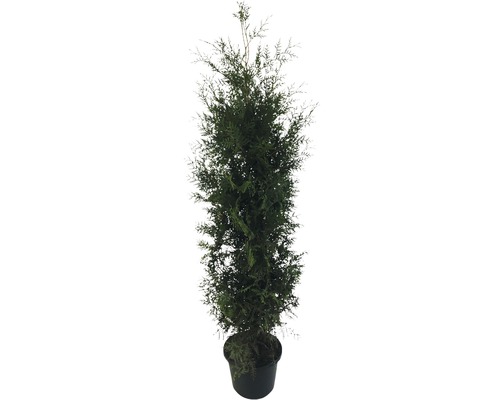 Cyprès cultivé en pot pour l''extérieur