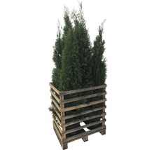 Mehrere grüne Thuja Pflanzen in einem Holzpalettenkasten