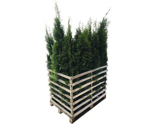 12 x Thuja occidentalis FloraSelf 'Smaragd' H 150-175 cm en Co 12 l pour env. 6 m de haie