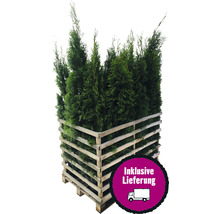 12 x Lebensbaum FloraSelf Thuja occidentalis 'Smaragd' H 150-175 cm im Co 12 L für ca. 6 m Hecke-thumb-0