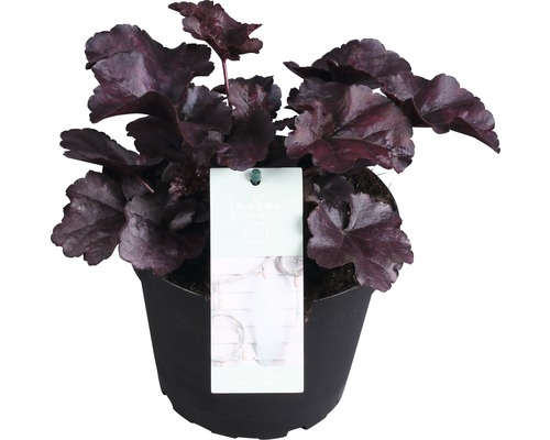 Purpurglöckchen FloraSelf Heuchera x cultorum 'Forever Purple' H 10-15 cm Co 1,5 L Heuchera Indian Summer im Topf