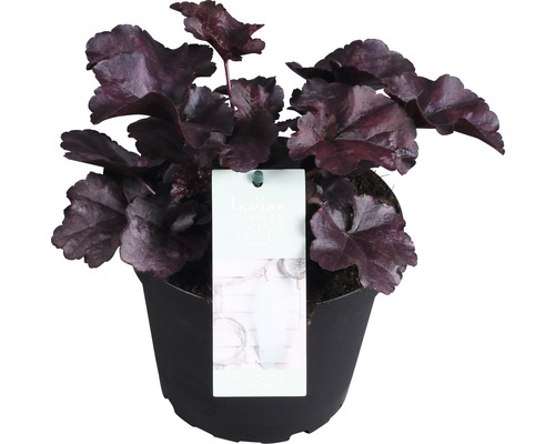 Heuchères FloraSelf Heuchera x cultorum 'Forever Purple' h 10-15 cm Co 1,5 l