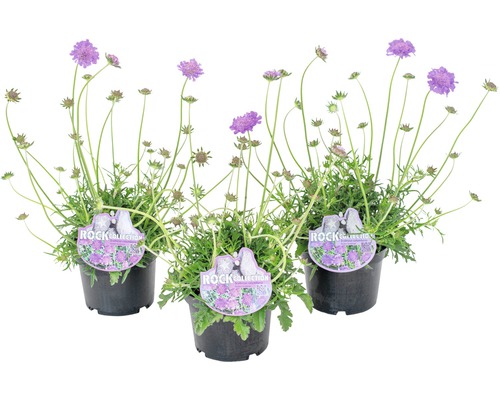 Drei Skabiosen im Topf für den Garten