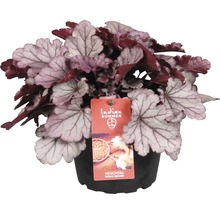 Heuchera Pflanze im Topf mit ''Indian Summer'' Etikett