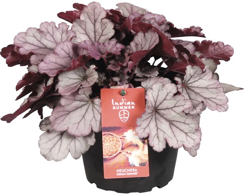 Purpurglöckchen FloraSelf Heuchera x cultorum 'Huckleberry' H 10-15 cm Co 1,5 L Heuchera Pflanze im Topf mit ''Indian Summer'' Etikett