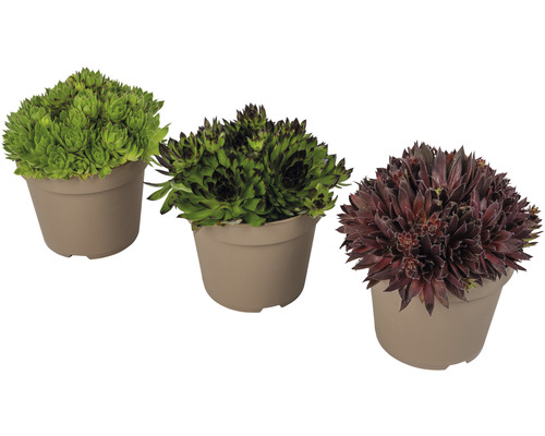 Trois plantes joubarbes en pot