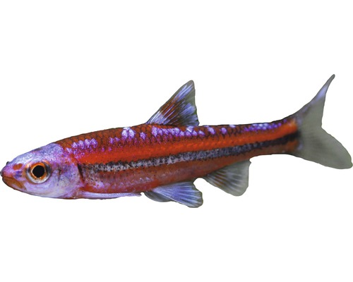 Cyprin arc-en-ciel - Notropis chrosomus