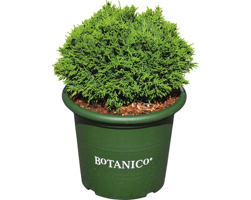 Kugelzypresse in einem Topf mit dem Botanico Logo.