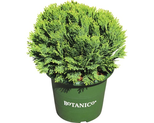 Cyprès boule en pot pour le jardin