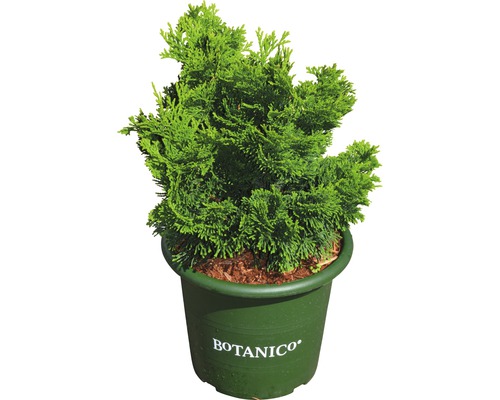 Grüne Topfpflanze Thuja