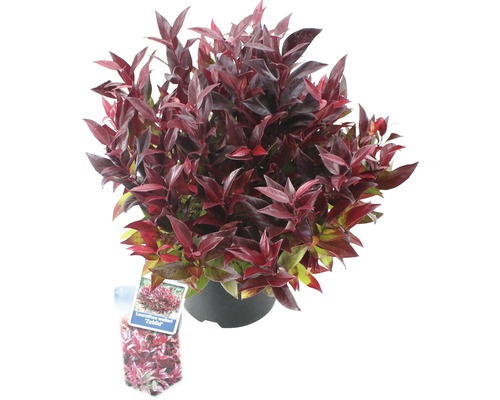 Leucothoé FloraSelf Leucothoe walteri 'Scarletta'/ 'Zeblid' H 25-30 cm Co 2 l Heuchère pourpre en pot
