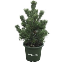 Pin des montagnes Botanico Pinus mugo 'Gnom' H 25-30 cm Co 3,7 l