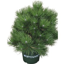 Schwarzkiefer Botanico Pinus nigra 'Hornibrookiana' H 50-60 cm Co 15 L-thumb-1