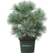 Weymouthskiefer Botanico Pinus strobus 'Radiata' H 40-50 cm Co 10 L