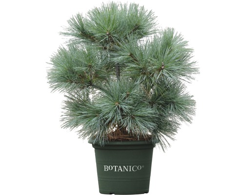 Kiefer im Topf der Marke Botanico
