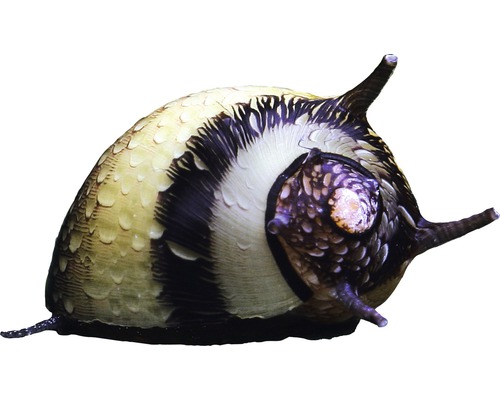 Schnecke Zweifarbige Geweihschnecke - Clithon diadema