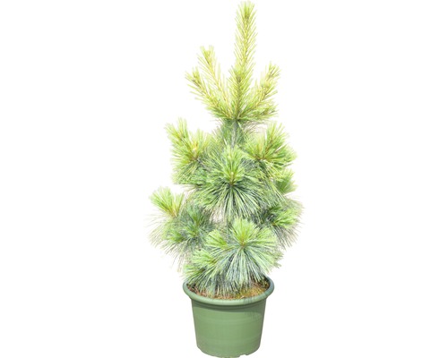 Pin de jeune fille du Japon en pot