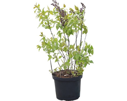 Junger Sommerflieder im Topf