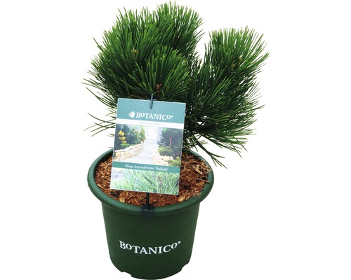 Zwerg-Kiefer im Topf mit Botanico Logo