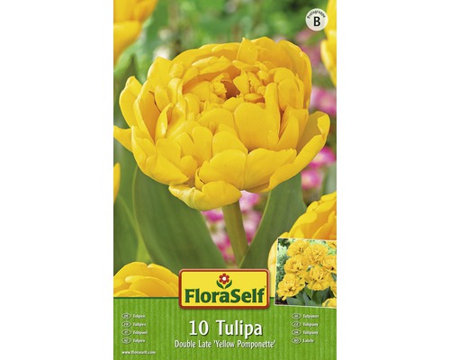 Packung mit 10 Tulpen der Sorte Double Late Yellow Pomponette