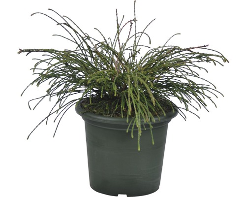 Cyprès nain vert dans un pot