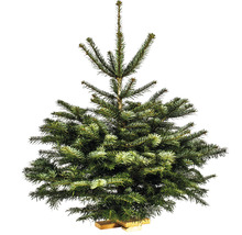 Sapin Nordmann sur croix en bois h 120-130 cm, sapin de Noël coupé issu d'une production durable