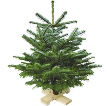 Sapin Nordmann sur croix en bois h 120-130 cm, sapin de Noël coupé issu d'une production durable
