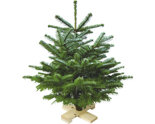 Sapin Nordmann sur croix en bois h 80-100 cm, sapin de Noël coupé issu d'une production durable Sapin Nordmann sur croix en bois h 80-100 cm, sapin de Noël coupé issu d'une production durable