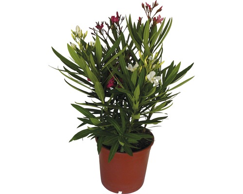 Laurier-rose FloraSelf Nerium oleander H 40-60 cm Ø 19 cm pot