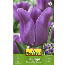 Paquet de 10 bulbes de tulipes Triumph Blue Beauty
