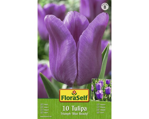 Paquet de 10 bulbes de tulipes Triumph Blue Beauty