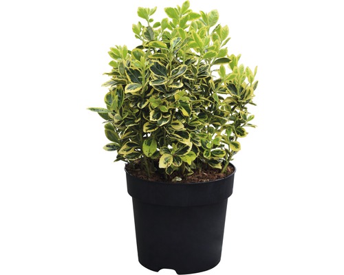 Fusain du Japon FloraSelf Euonymus japonicus 'Marieke' h 25-30 cm Co 6 l touffu