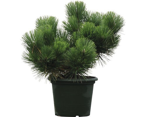 Pin en pot pour le jardin