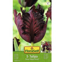 Paquet de cinq tulipes de l''espèce Parrot Black Parrot