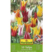 Paquet de 10 tulipes variées à fleurs de lis