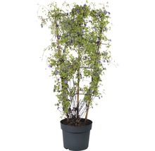 Blühende Clematis im Topf mit Rankhilfe