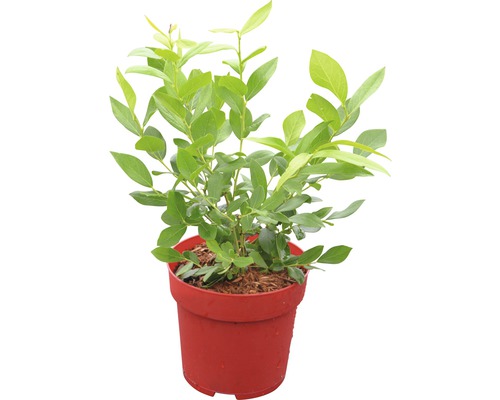 Blaubeer-Pflanze im Topf