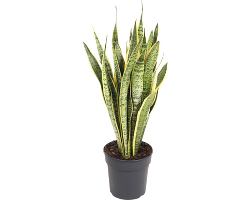 Bogenhanf FloraSelf Sansevieria trifasciata 'Laurentii' H 80-90 cm Ø 24 cm Topf Sansevieria Pflanze im Topf