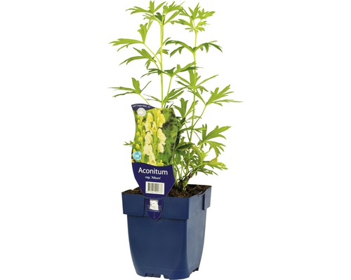 Casque de Jupiter blanc FloraSelf Aconitum napellus 'Album' h 5-20 cm Co 0,5 l Aconit plante en pot