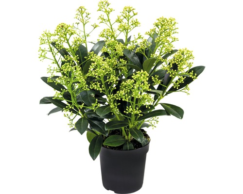Japanische Blütenskimmie FloraSelf Skimmia japonica 'Finchy' H 10-20 cm Co 0,5 L Skimmie im Topf mit Knospen