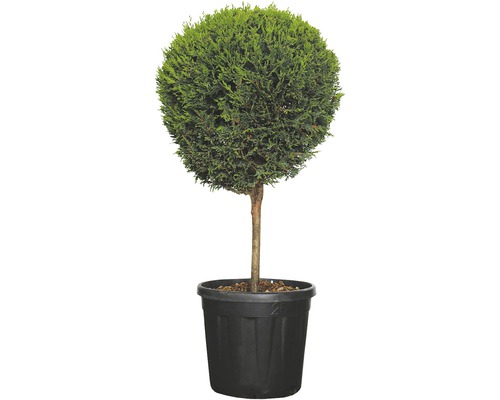 Cyprès de Leyland jaune 1/4 de tronc FloraSelf Cupressocyparis leylandii 'Castlewellan Gold' h 80-100 cm Co 10 l