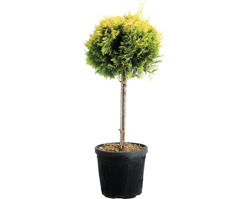 Gelbe Leyland-Zypresse 1/4 Stamm FloraSelf Cupressocyparis leylandii 'Gold Rider' Co 10 L