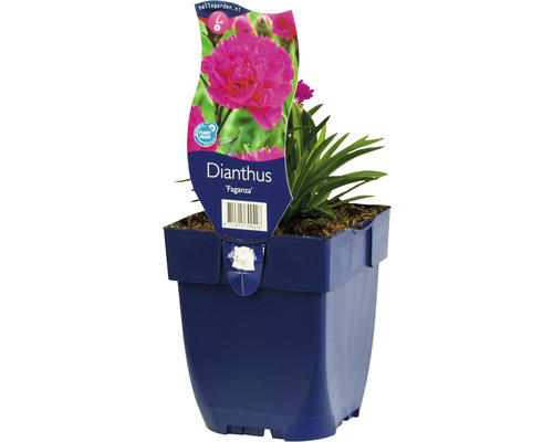 Œillet mignardise FloraSelf Dianthus-Cultivars 'Faganza' h 5-20 cm Co 0,5 l