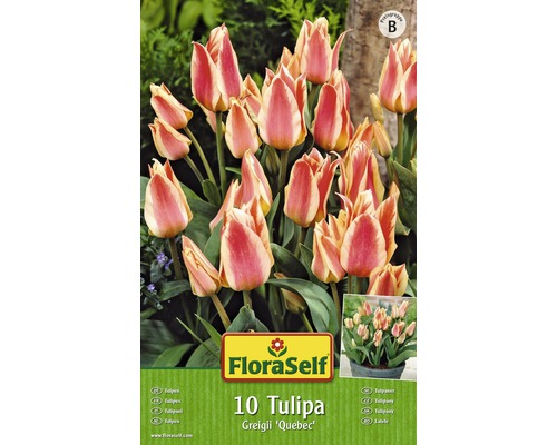 FloraSelf 10 Tulipa Greigii ''Quebec'' bulbes de fleurs